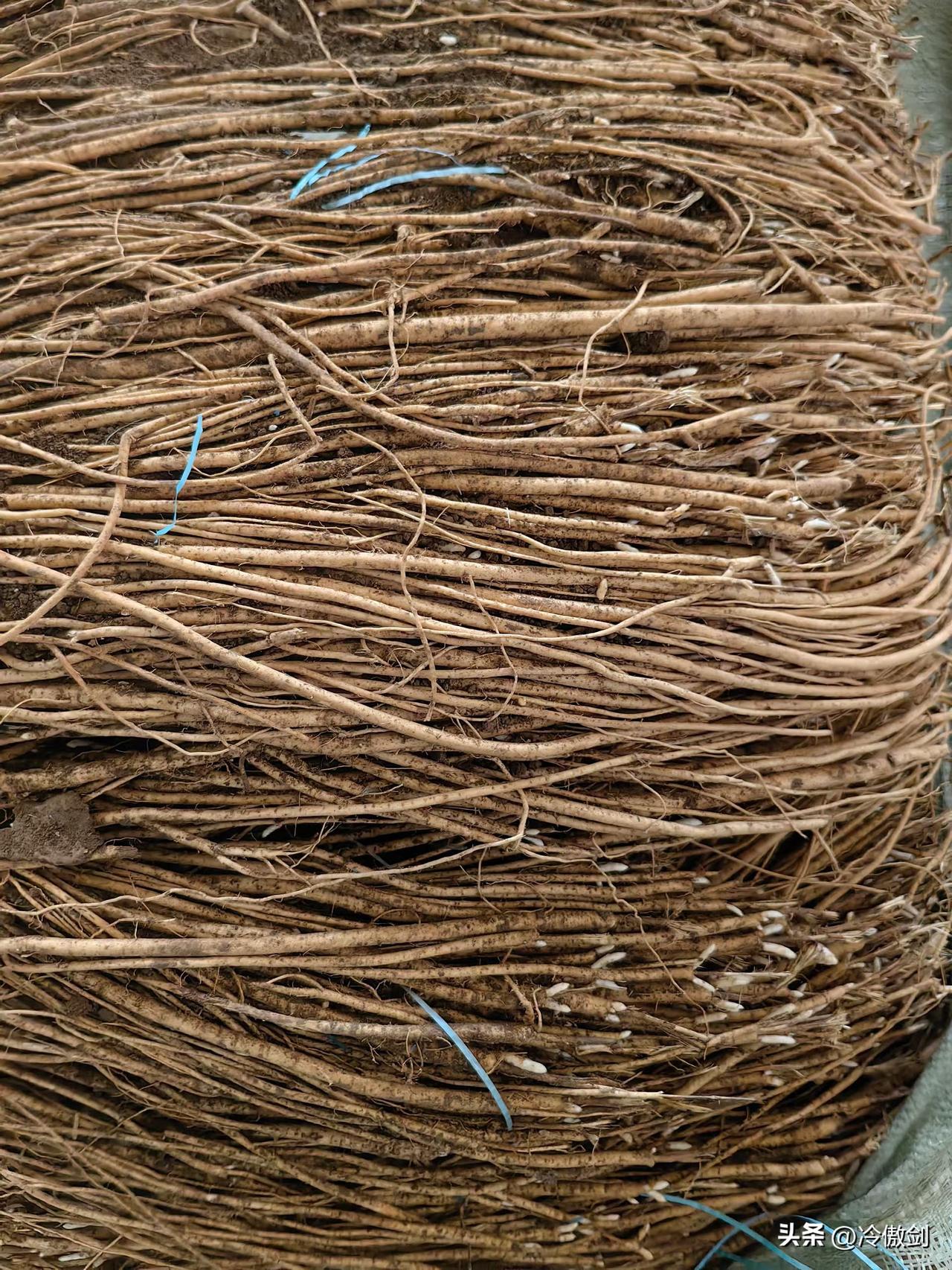 陇西药苗上市了 ，有识货的没有吗？

这是什么药苗？