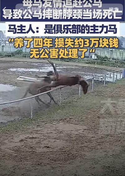 这可能是最悲剧的死法了！安徽一马场内，一匹母马发情疯狂的追逐一匹公马，公马被吓到