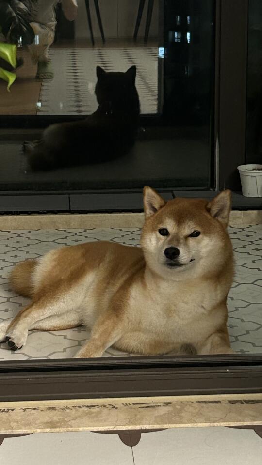 这小东西要禁养？