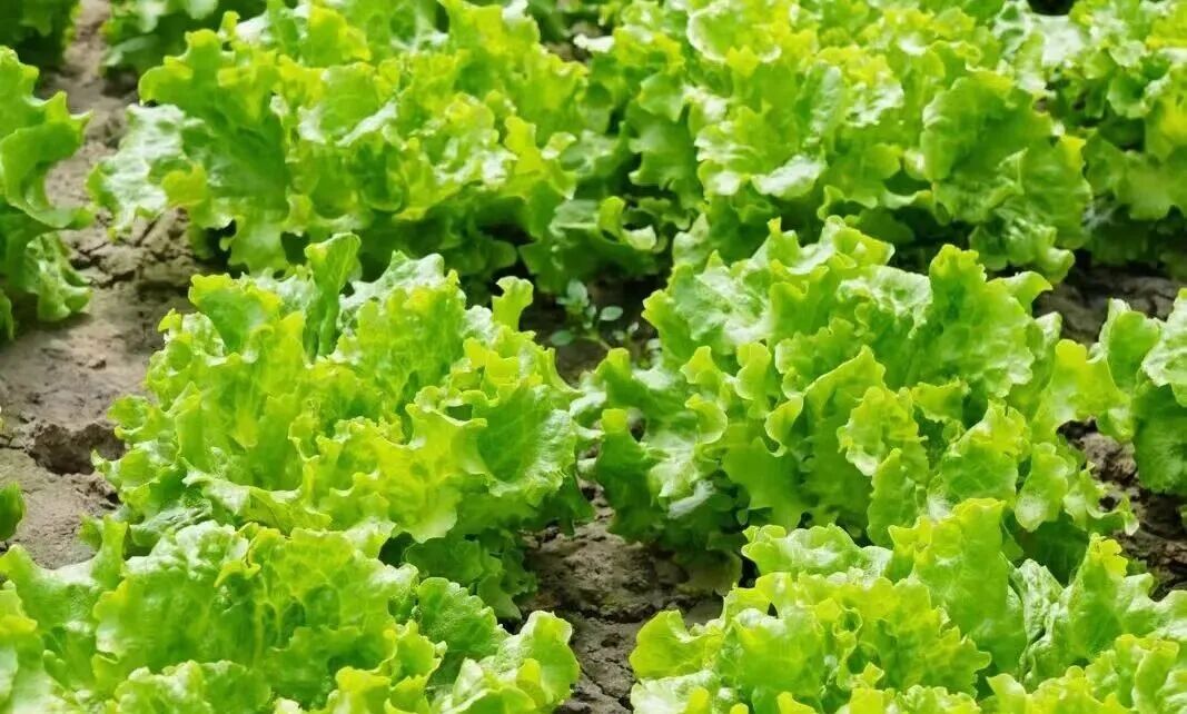 生菜不仅口感清脆、营养丰富，而且生长周期短，受到很多人的喜爱。生菜是最伟大的蔬菜