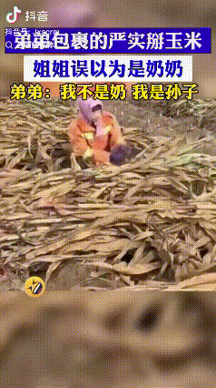 笑的我肚子疼！有个姐姐去玉米地帮忙干活，远远瞅见一个包着头巾、弯腰干活的背影，想