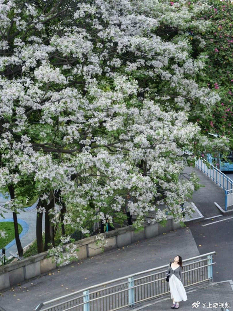 #重庆苦楝花开了#【重庆的苦楝花都开了，这8处打卡地先收藏好！】最近，重庆的春天