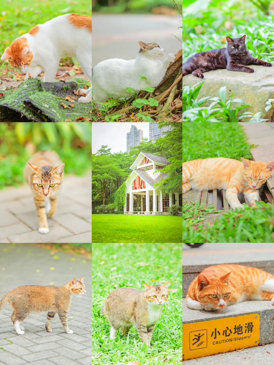 广州CBD，闯入了一个免费撸猫的猫猫公园