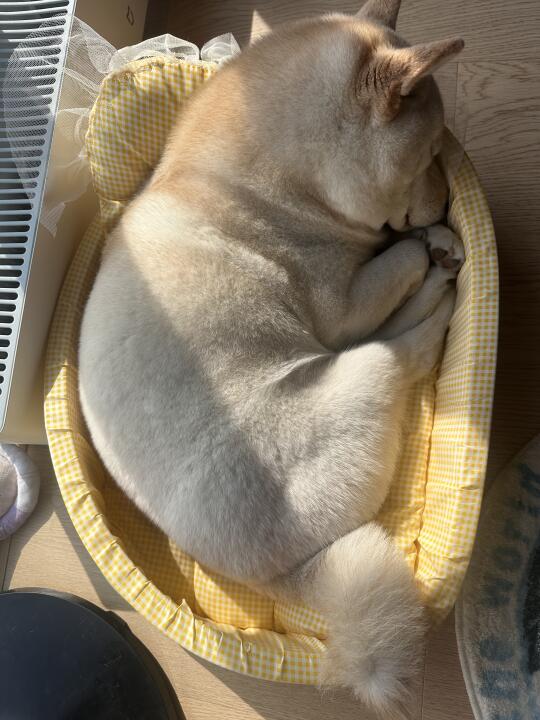 宝宝 你是一块香香的蛋挞