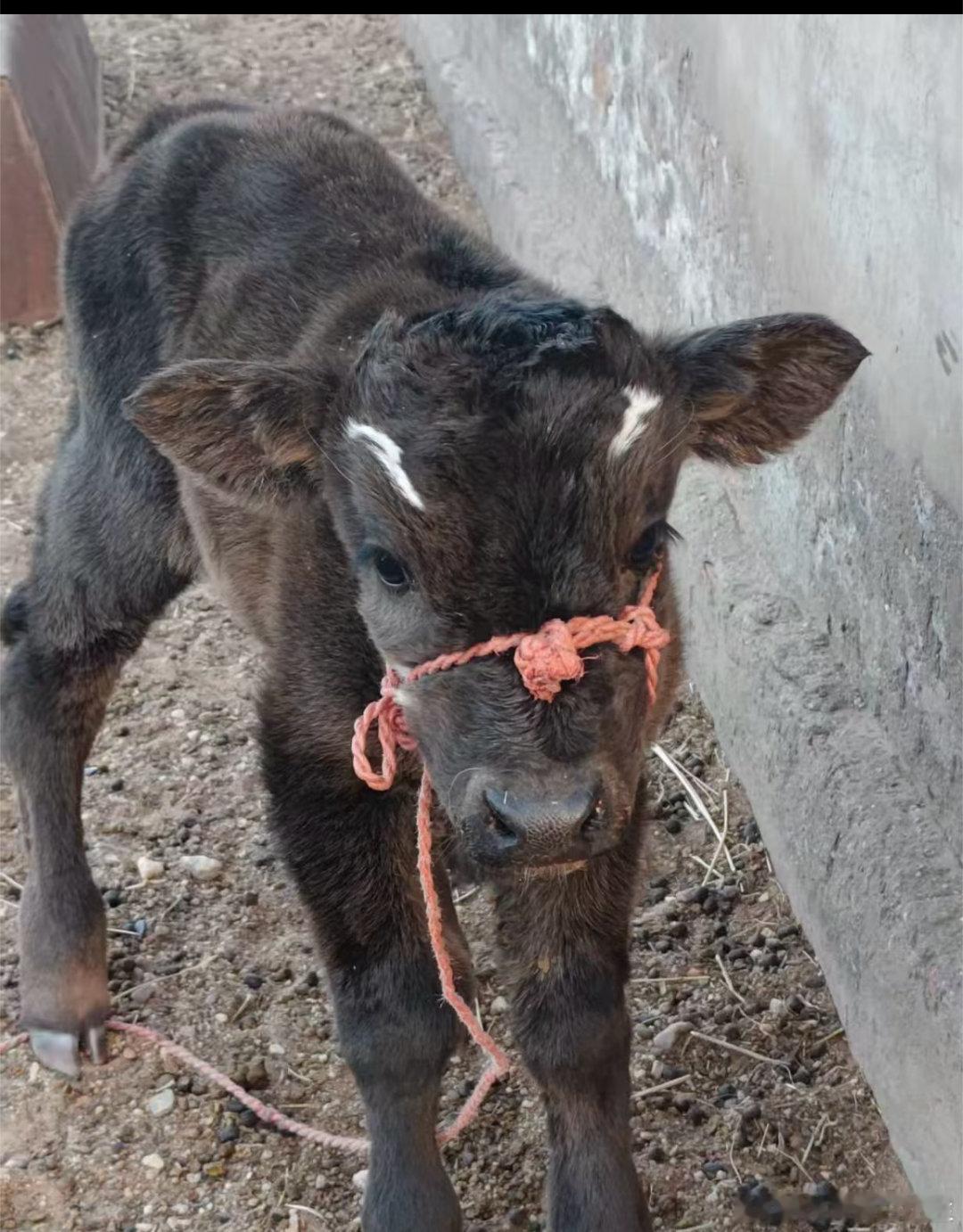 好多年没见过这种小牛崽啦，好可爱呀 