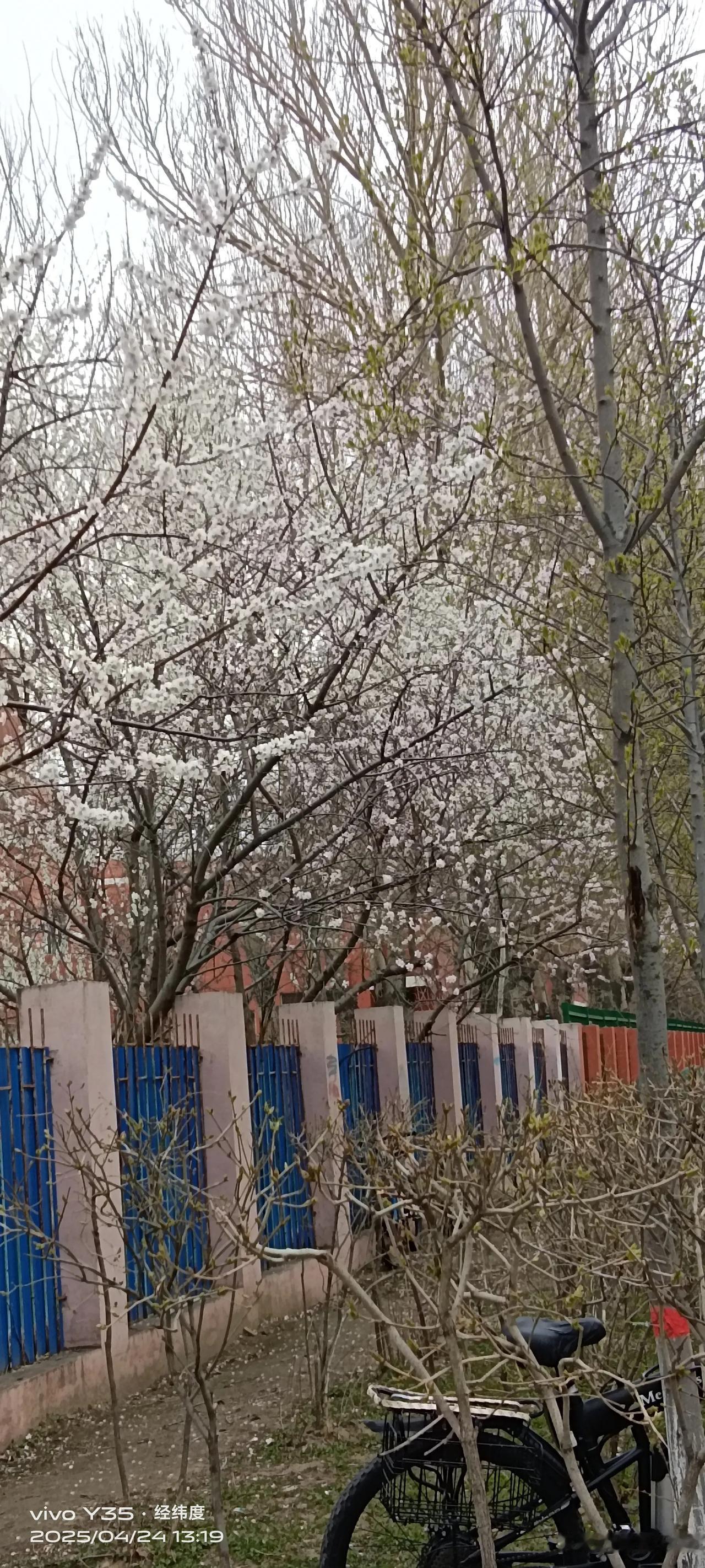又一场春雨润开了污水提升站院里的几株樱花，白的如雪，粉的似霞，煞是好看，但也只有