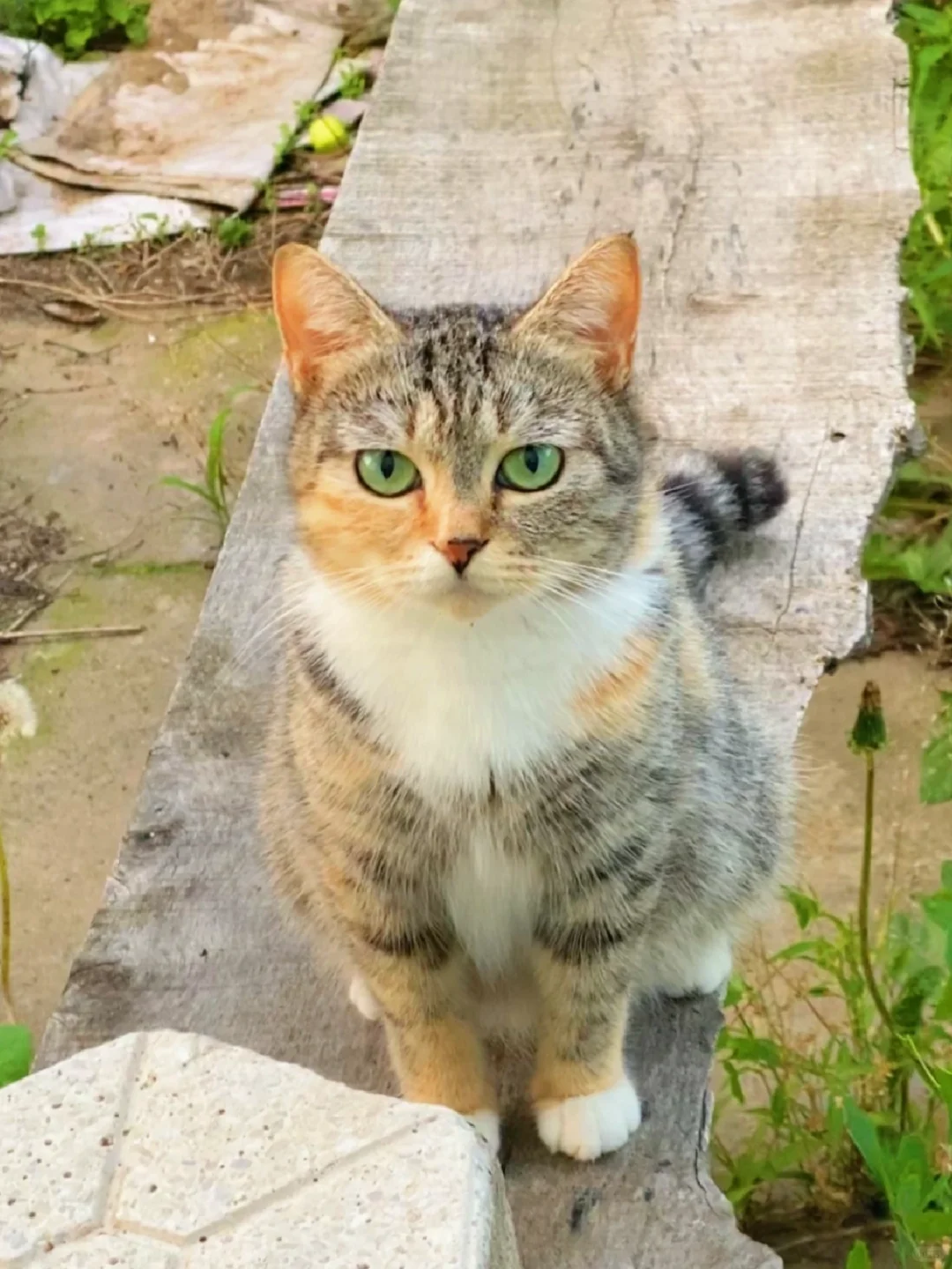 老爸捡回的绿眼流浪猫小时候vs 长大后