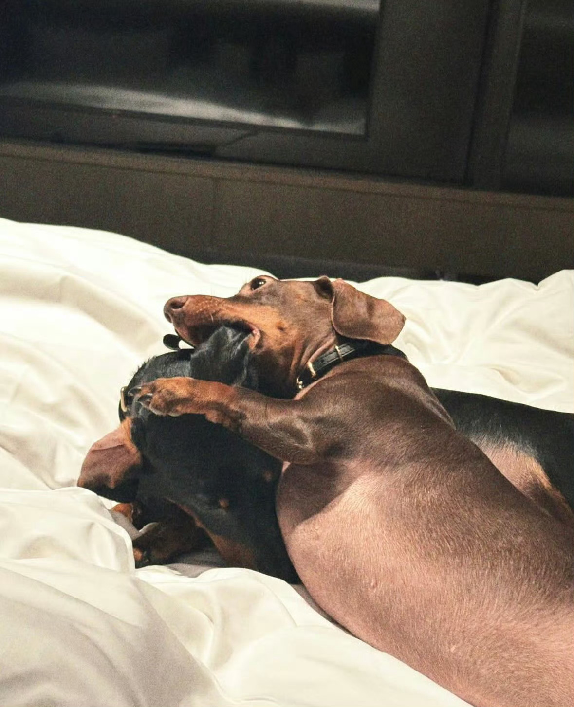 doe摇着尾巴，安静地趴在地垫上等着阳光烤在自己的屁股上。肚子下面软乎乎的很松软