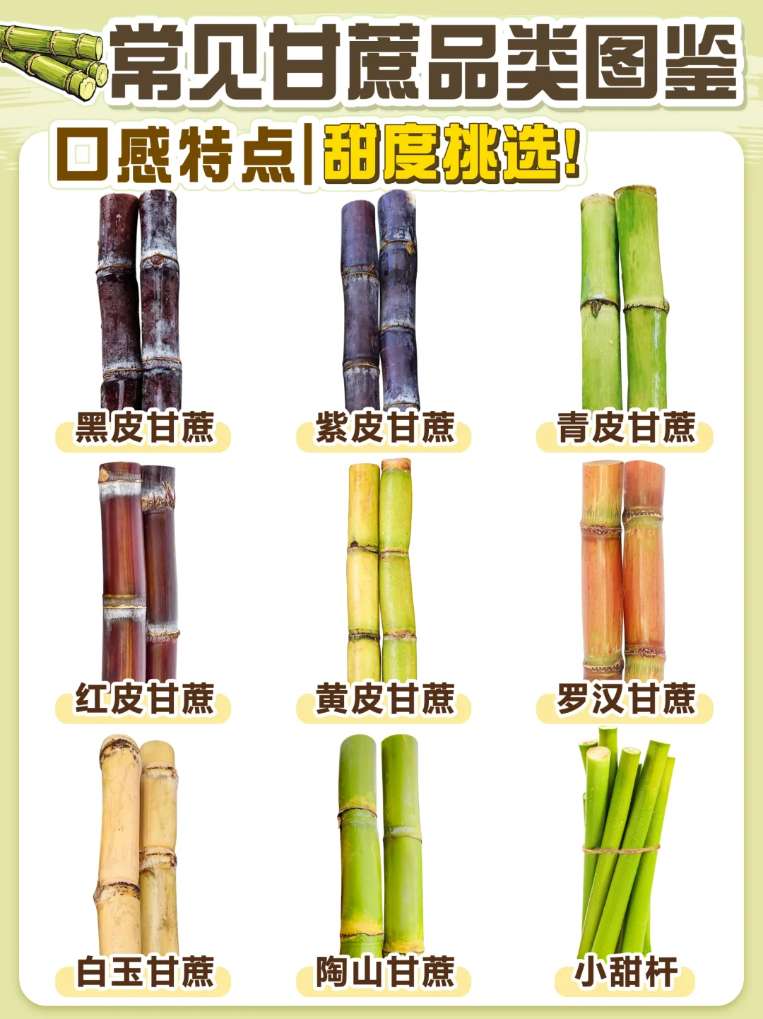 常见甘蔗品种图鉴|品种区别|甜度选择|口感