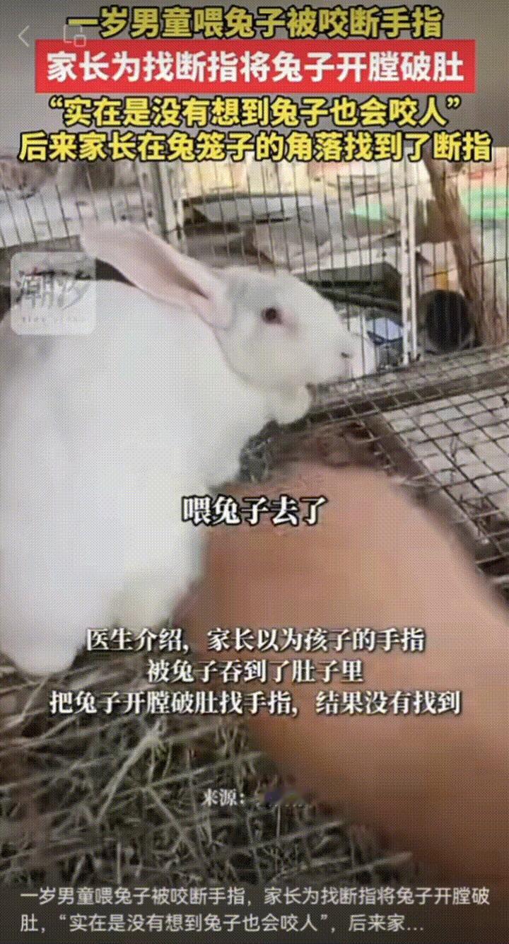 一岁幼童喂兔子时，
无人看管，被兔子咬断手指，
家长为了找断指，把兔子开膛破肚，