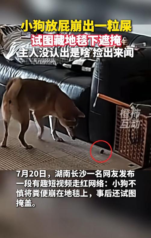 “笑不活了！”

湖南长沙，一小狗放屁时，直接崩出一粒屎，小狗见主人还没发现，就
