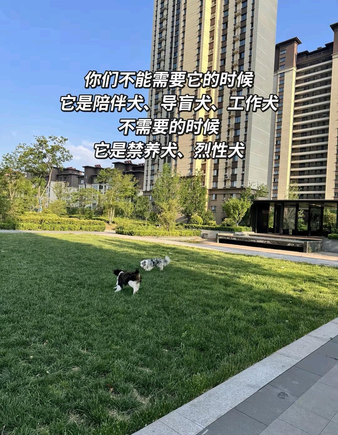 怎么看待爱狗人士说“你们不能需要它的时候它是陪伴犬、导盲犬、工作犬，不需要的时候