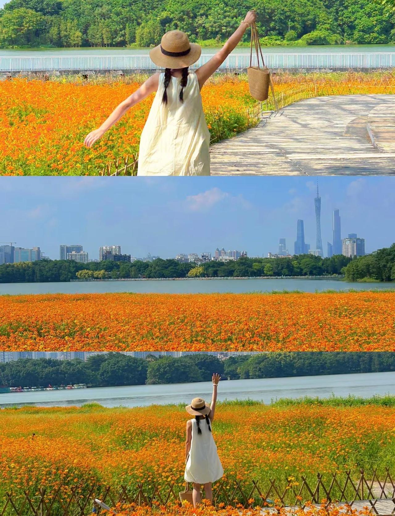 实拍Live🌼海珠湖的橘色花海藏不住啦 山川湖海从不催我赶路～来海珠湖看橘子色
