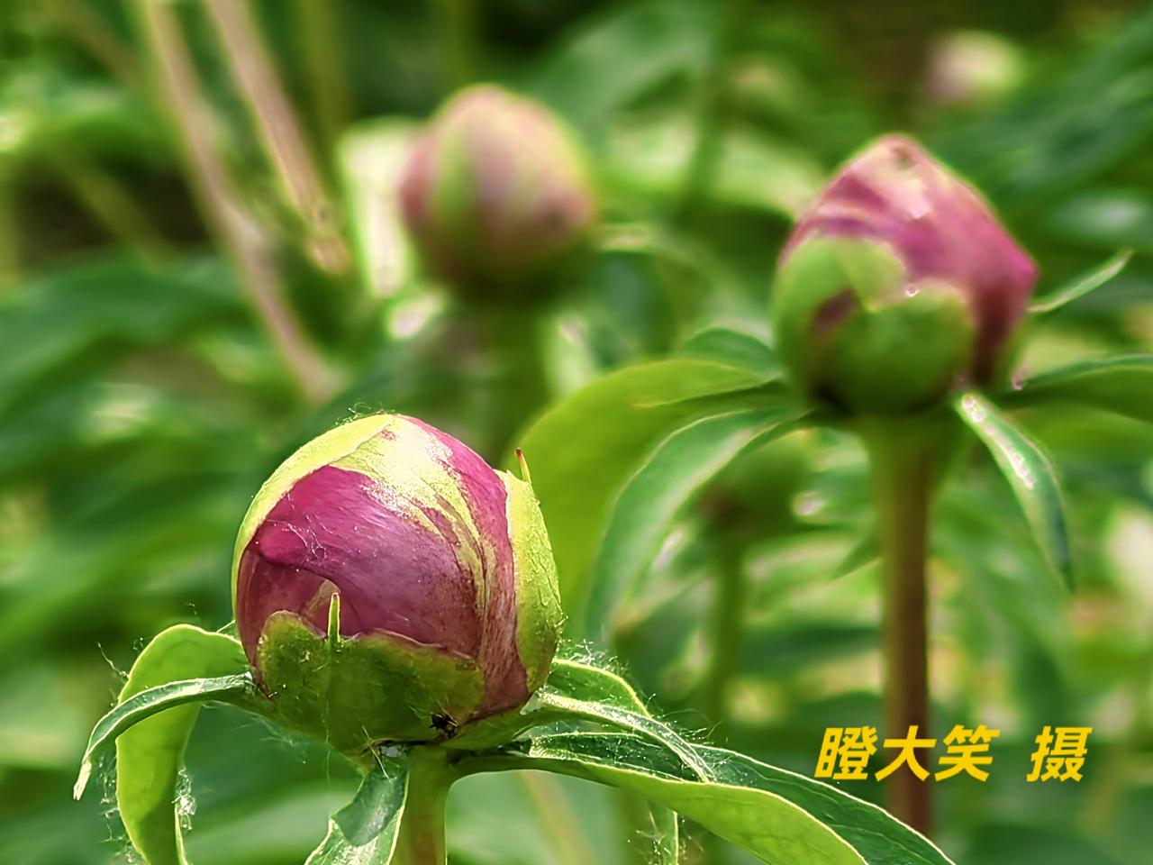 含苞待放
满目青绿间，点点花苞悄然伫立，敛着锋芒、蓄着温柔……藏着一春的期许，静