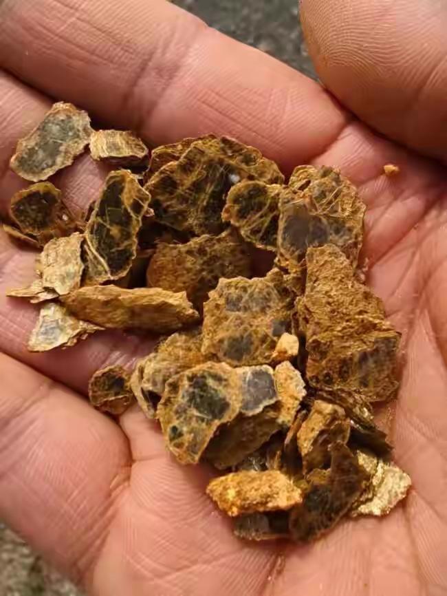 这也太厉害了吧，辽宁庄河一8岁男孩上山挖野菜发现疑似山上有金矿！

 4月16日