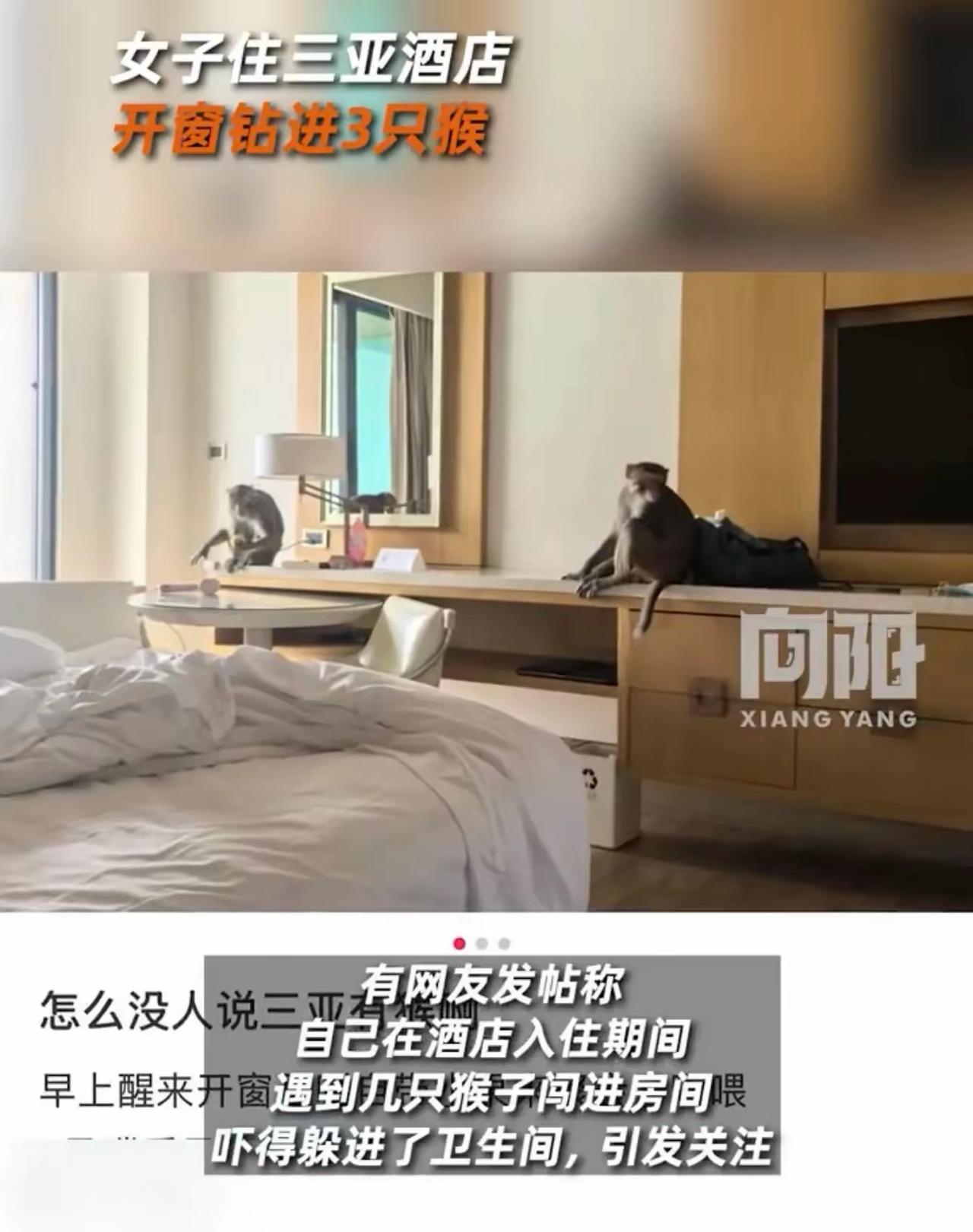 2. 女子住三亚酒店开窗钻进3只猴 酒店回应：11月21日海南三亚，网友住万豪酒