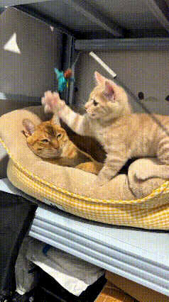 妈呀，这俩大橘也太逗了！小橘猫追着小玩具来回扑棱，爪子抡得飞快，愣是没抓着，急得