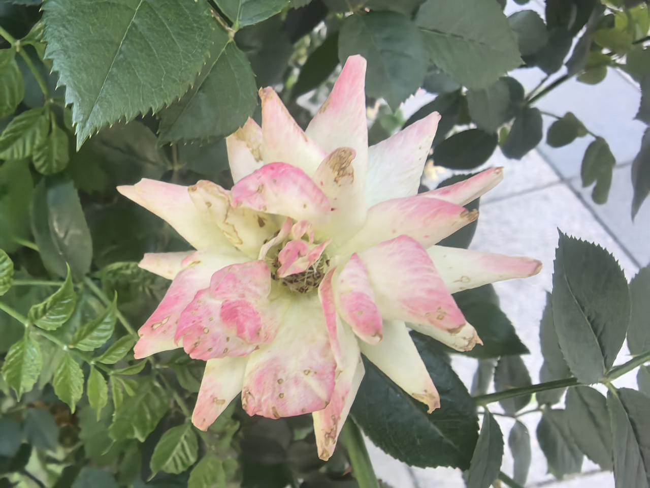 粉蕊含春意，芳华映日红。