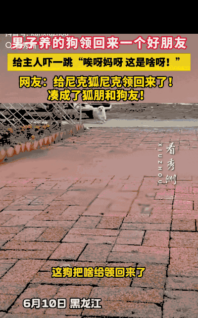 “笑岔气了！”黑龙江，一男子养的狗子不见了，喊了一声后，狗子竟跑了回来，令男子没