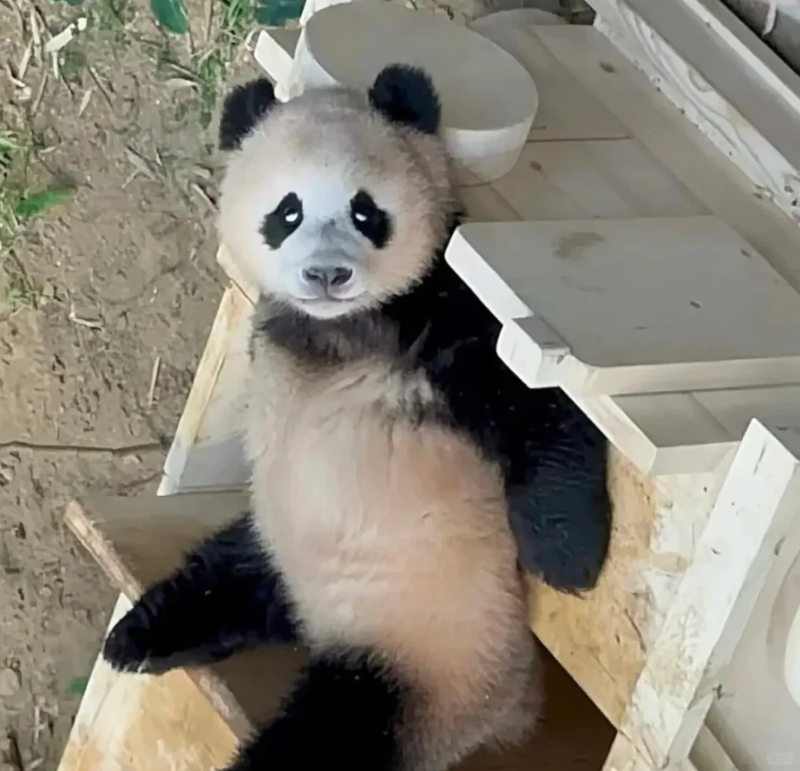 辉辉的黑照真的满天飞🤣