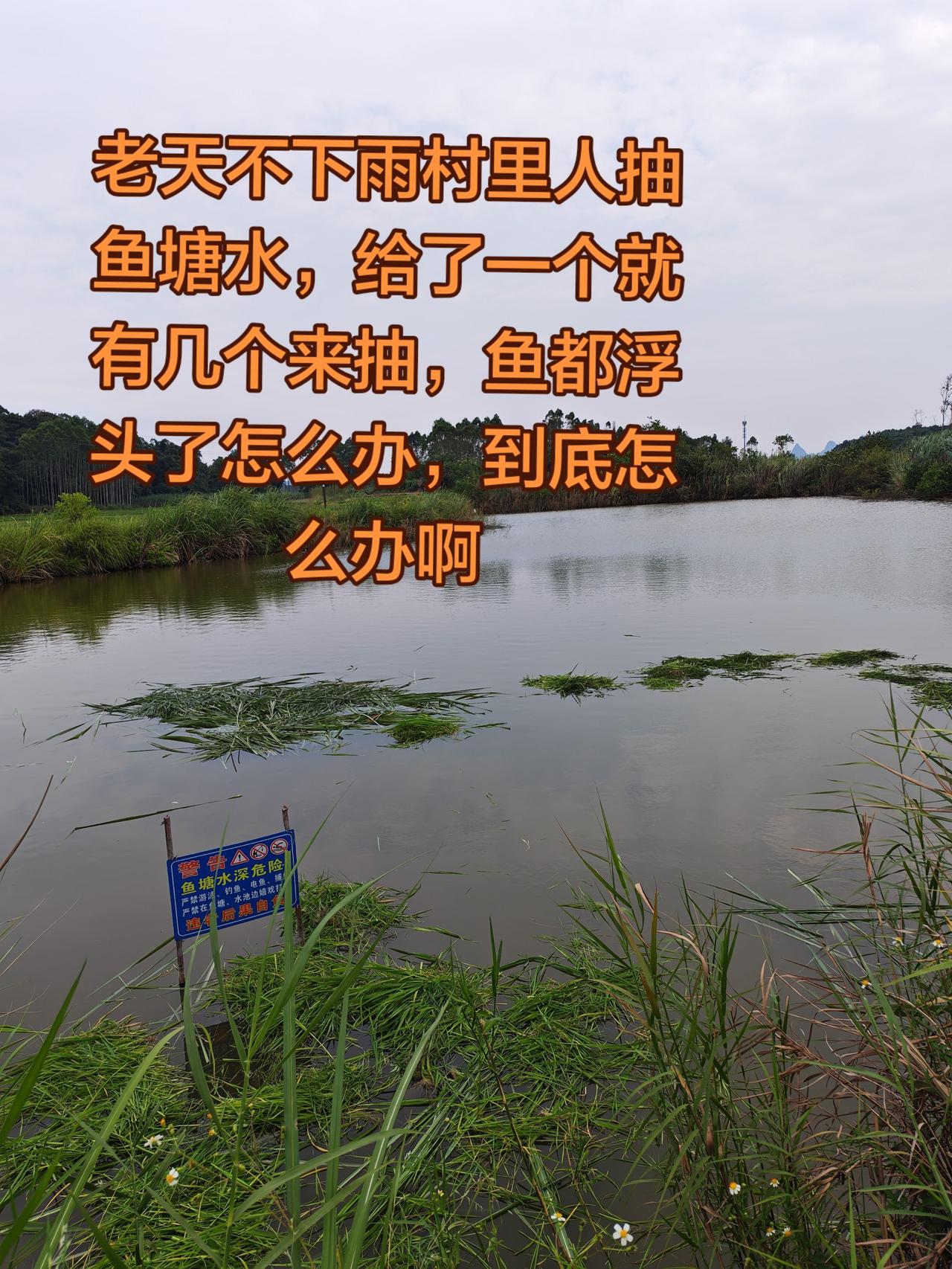 这种情况怎么办啊，如何应对养鱼日记 草鱼，农村生活