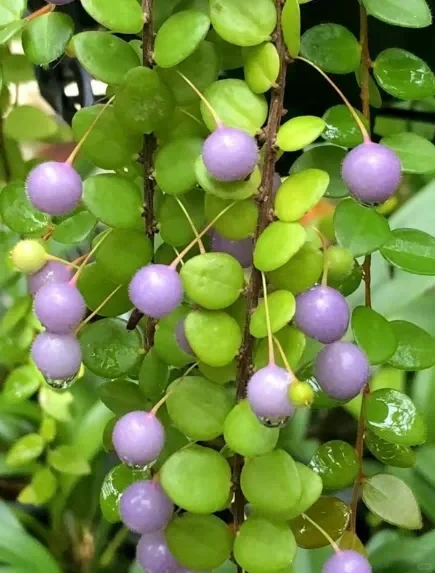 黄杨叶提灯莓，来自安第斯山脉的紫色“糖果”