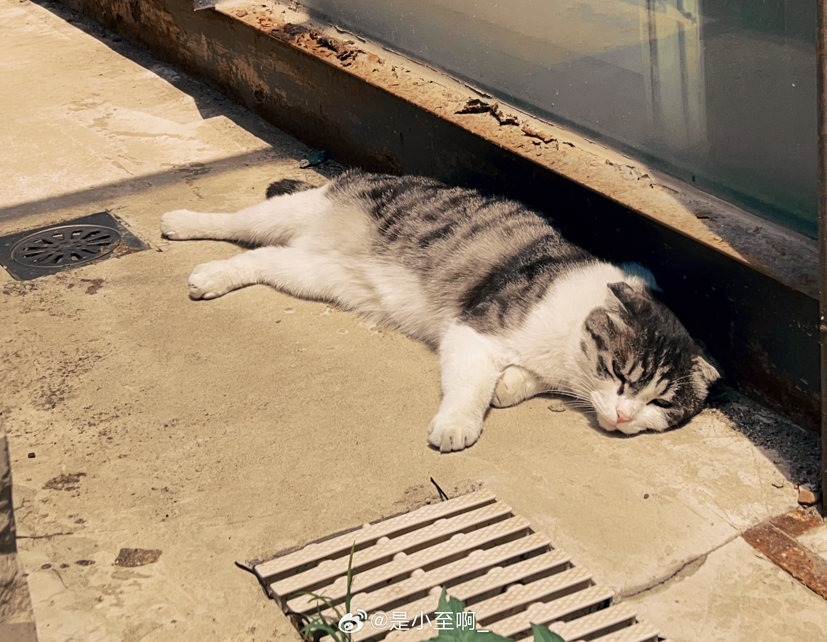 可爱的小猫🐈也很可爱的生活