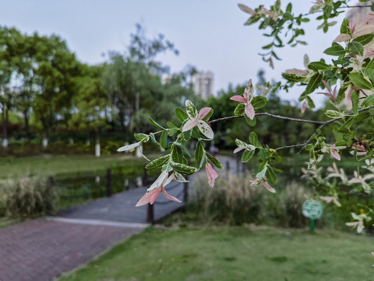 分享你拍的花吧傍晚公园散步，卸下一天的疲惫，感受大自然的清新，瞬间感觉神清气爽，