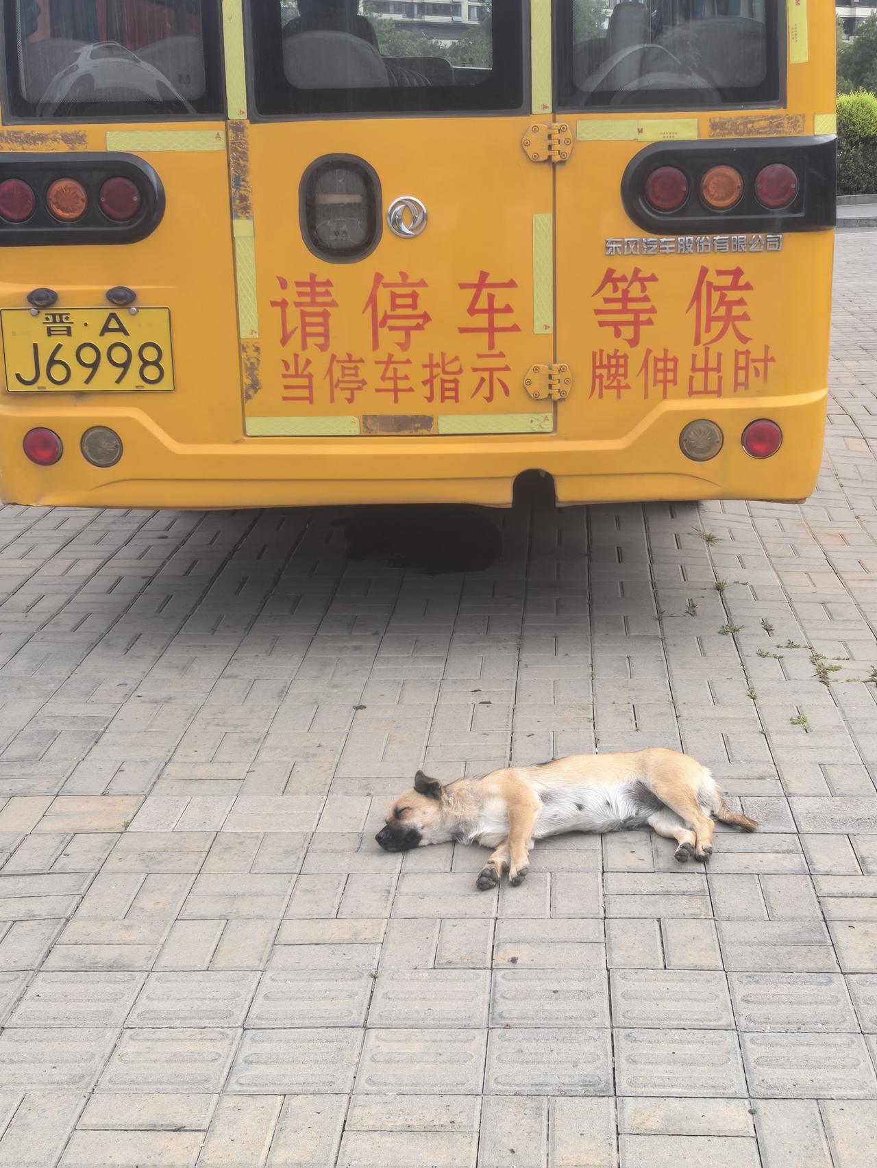 小狗在车底睡大觉，真可爱！