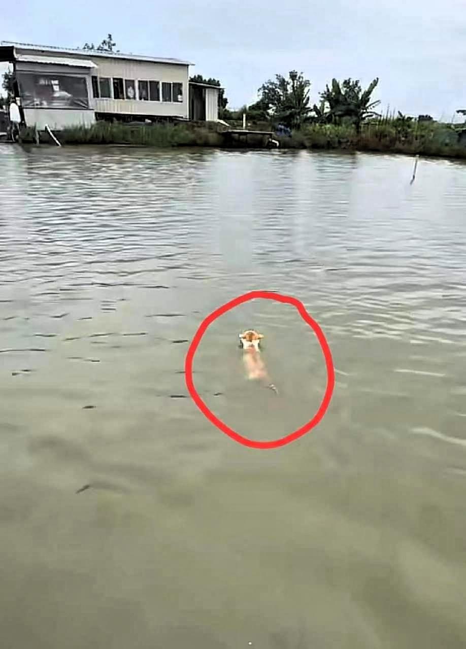 江苏这只猫，算是把全天下宠物猫的底裤给扒了。
 
主人在河对岸呼唤开饭，猫咪从对