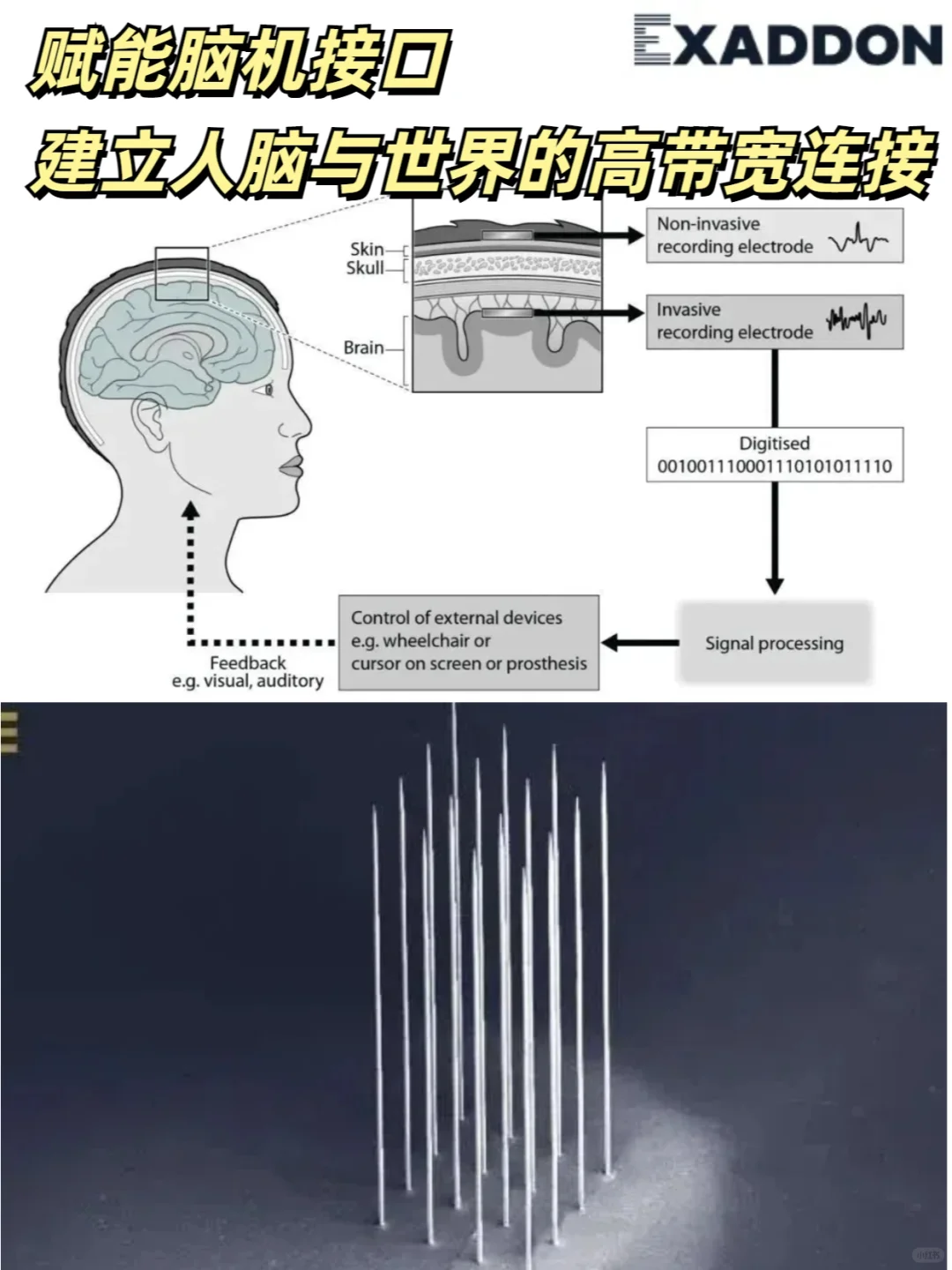 赋能脑机接口，建立人脑与世界的高带宽连接