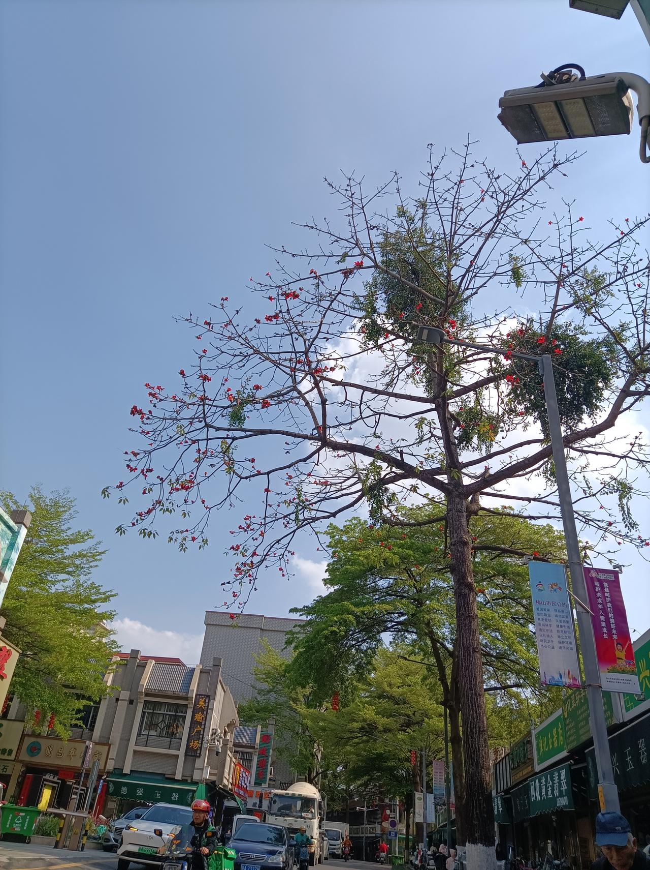 旅行随手拍在佛山街头拍到的一株木棉花，又高又大花儿也开得很美，在蓝天照射下，这木