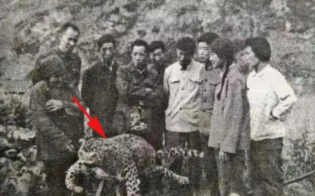 1982年6月5日，67岁老太太齐德英，带着侄媳几个人到山上挖草药。

刚弯腰拨