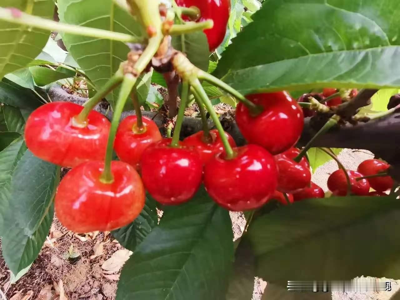 又是一年樱桃红，娥姐家大樱桃红了，作务技术更加成熟，樱桃品质也更好了。第一个出场