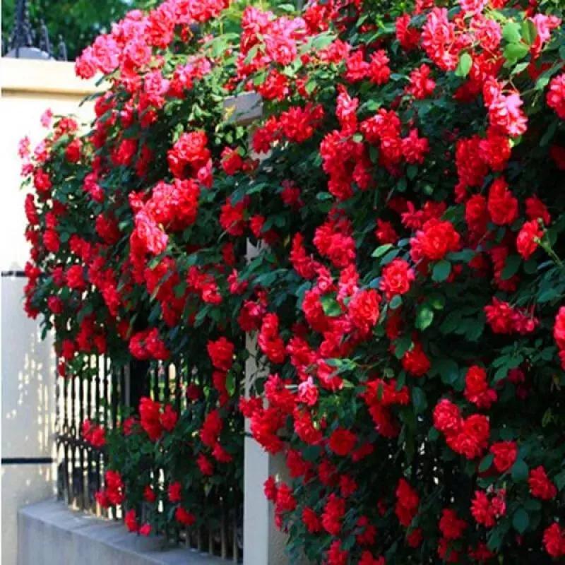 【原创作品】
    七律•再咏蔷薇
         文/张和平
翠幄连阴叠锦