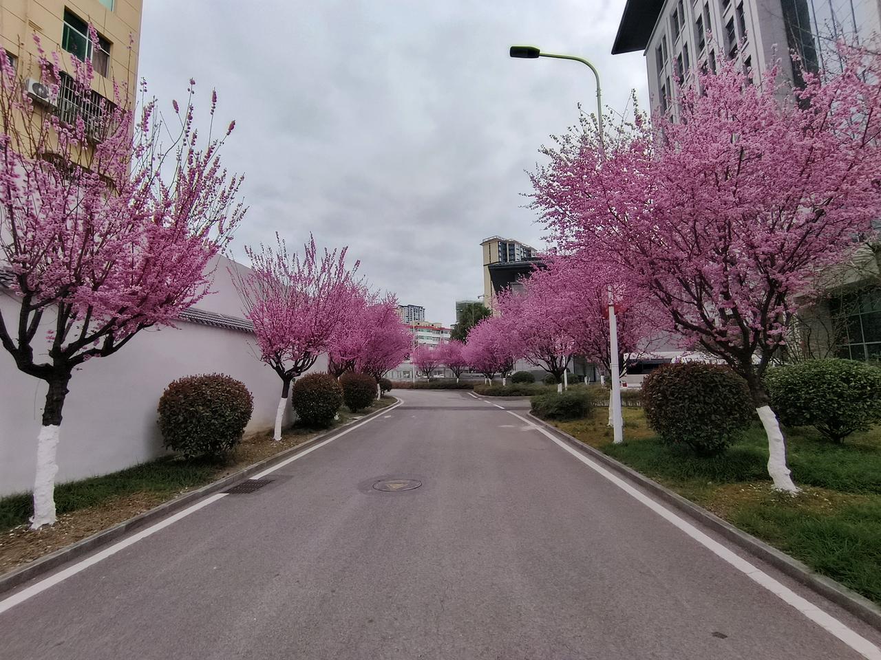 元宵晴日花千树，
春风度梅尽开容。
神州万里承平世，
万类同苏万象荣。