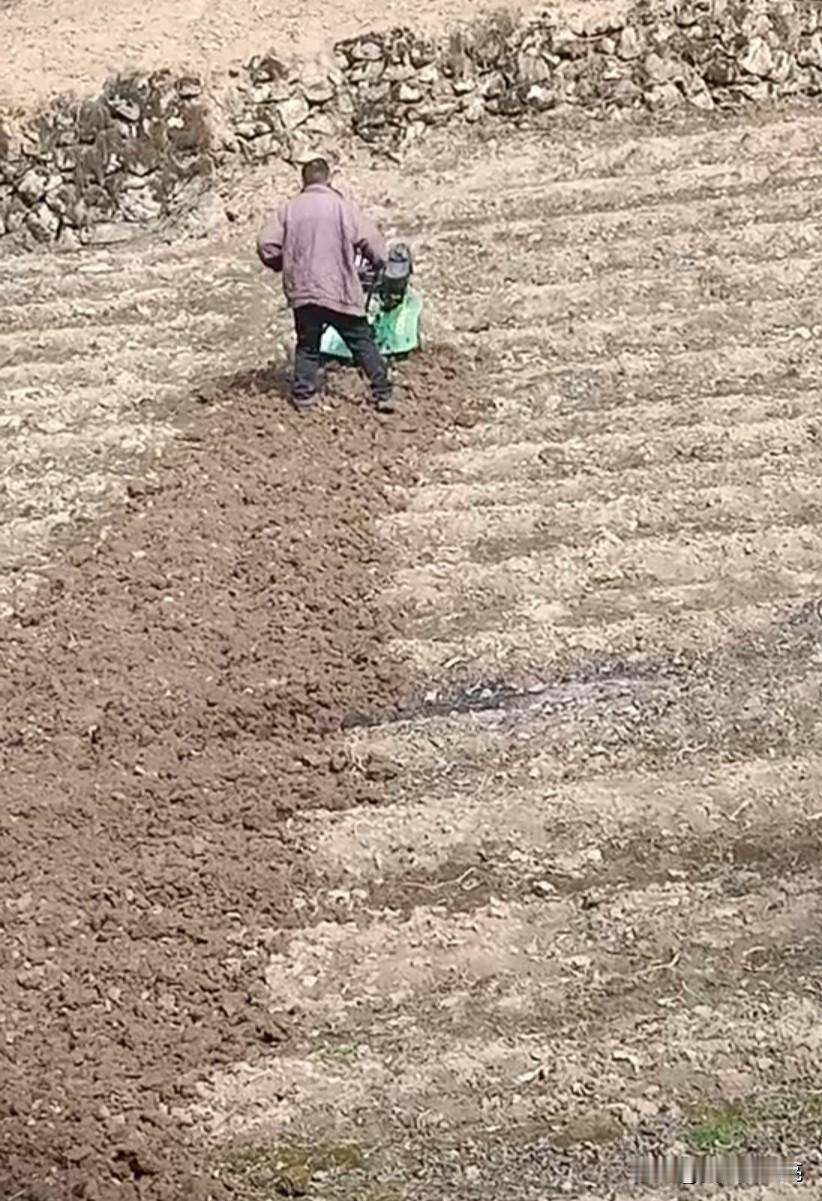 在我们山区农村，现在也很少见到用牛犁地，基本上都是用小型旋耕机代替。

不过，旋