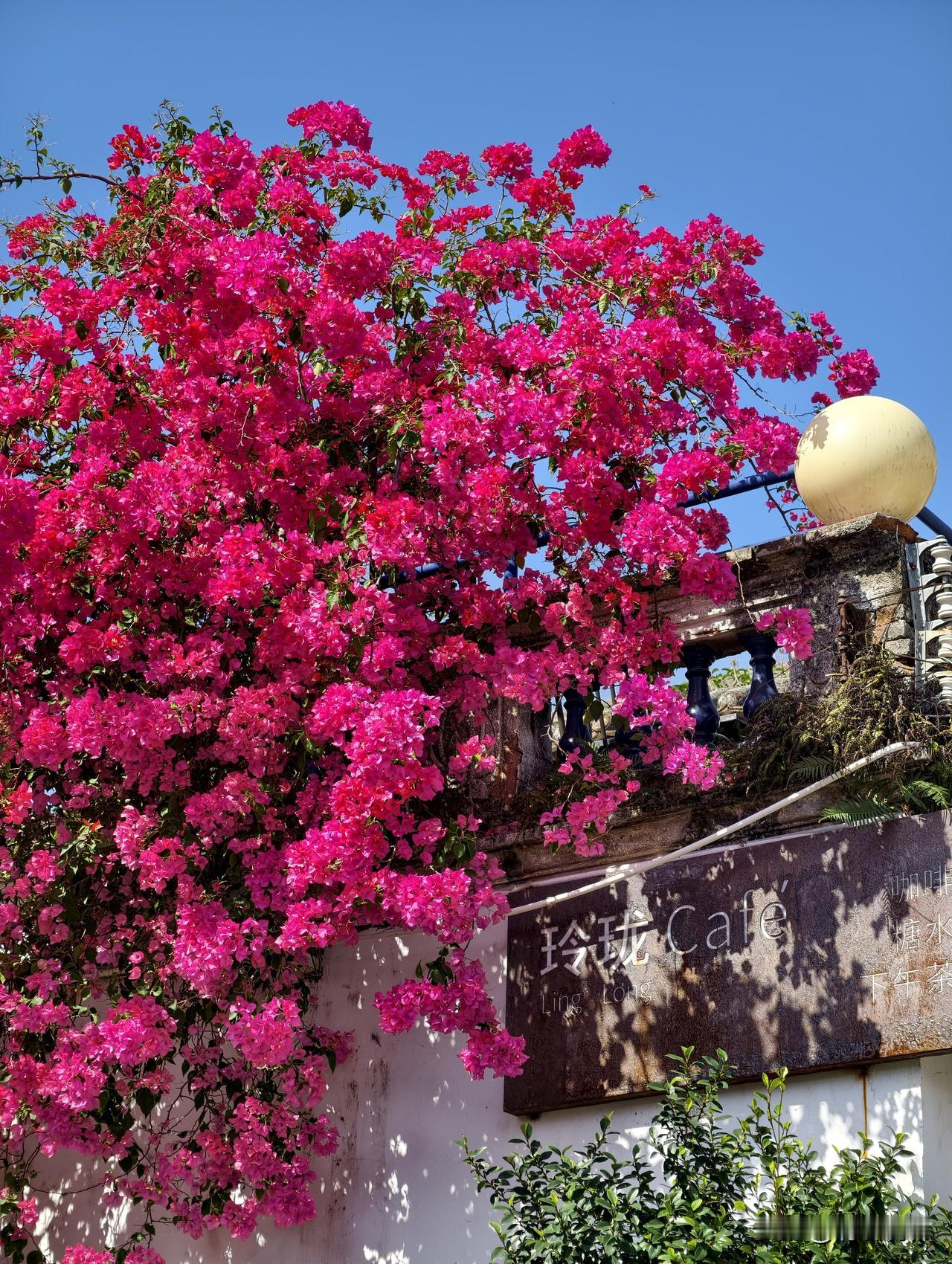 三角梅爆开，似红色瀑布。
珠海唐家古镇。冬日的灿烂。

拍一张你的三角梅美图晒图