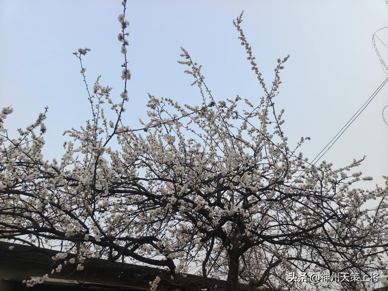 胡同里的杏花，把北京的春开得刚好。
 北京的春，总带着点忽冷忽热的脾气儿，早上还