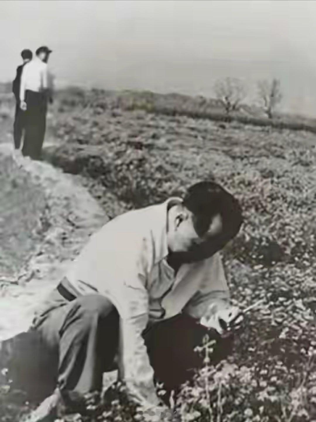 一张毛主席田间劳作的照片，感动了无数人。为了解油菜实际生长情况，他悄悄来到田间地