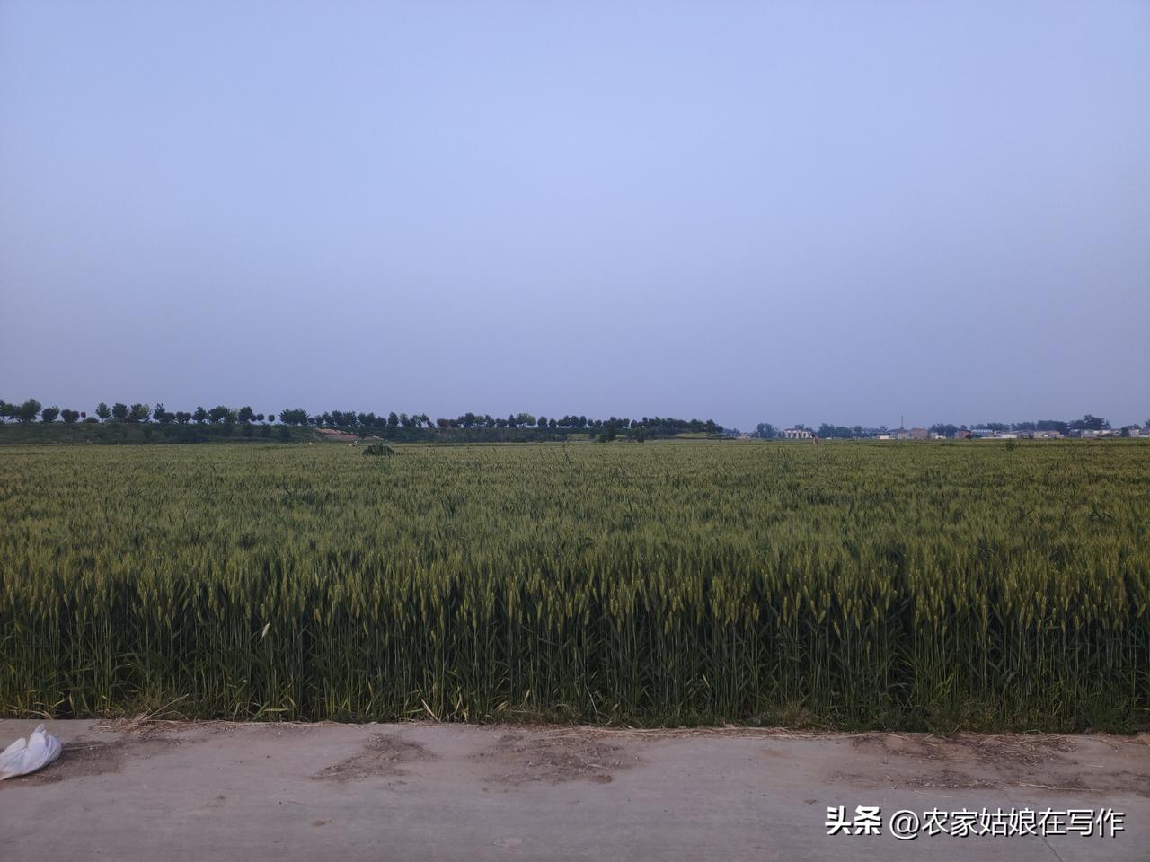 这些时，小妹和妹夫离婚的事，弄的我实在静不下心来写作，昨天，我又和小妹谈到深夜，
