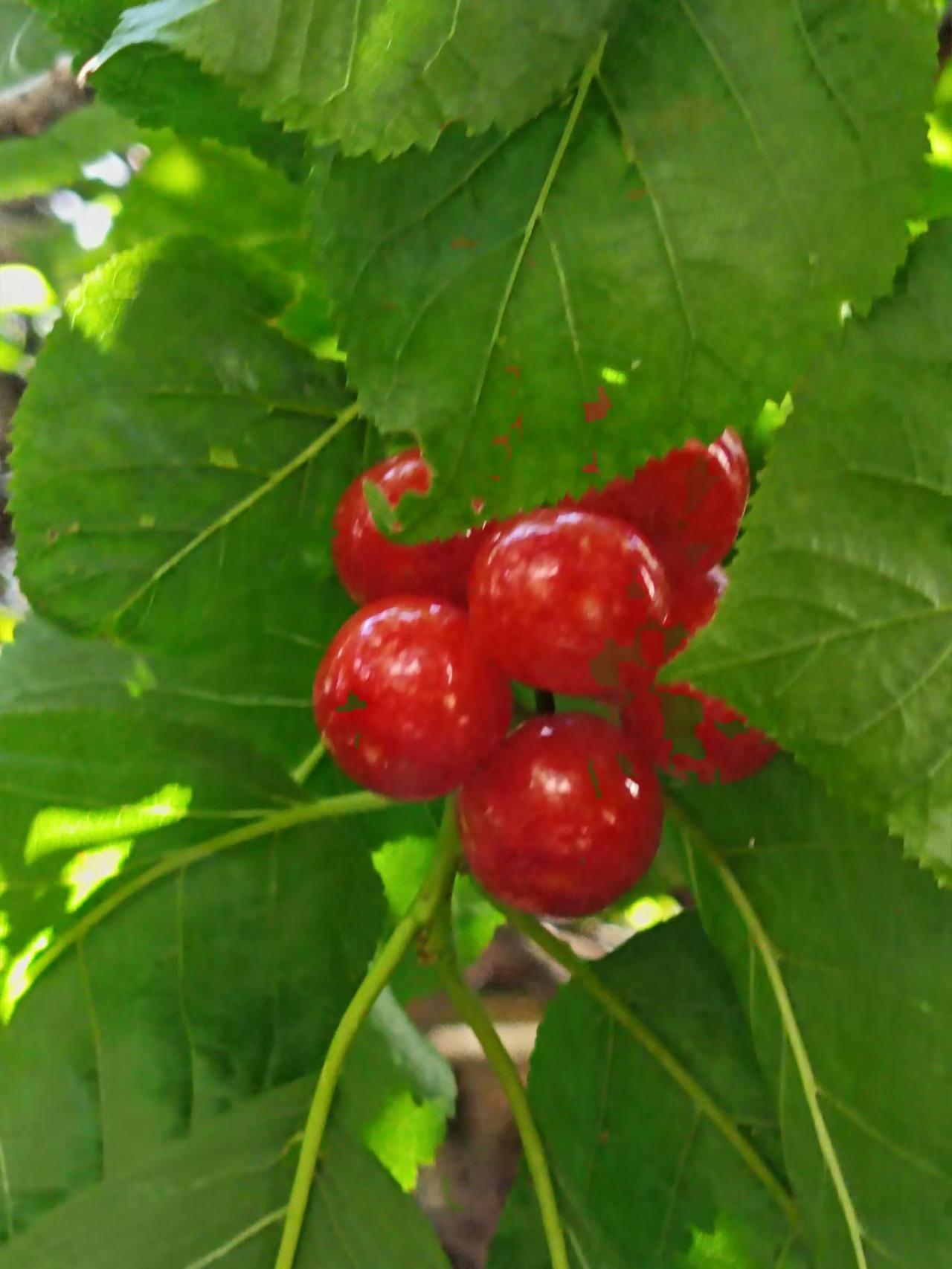 春天的季节里樱桃轻轻地摇曳它们的颜色，如梦如幻似火焰，又似朝霞那可人的红色让人心