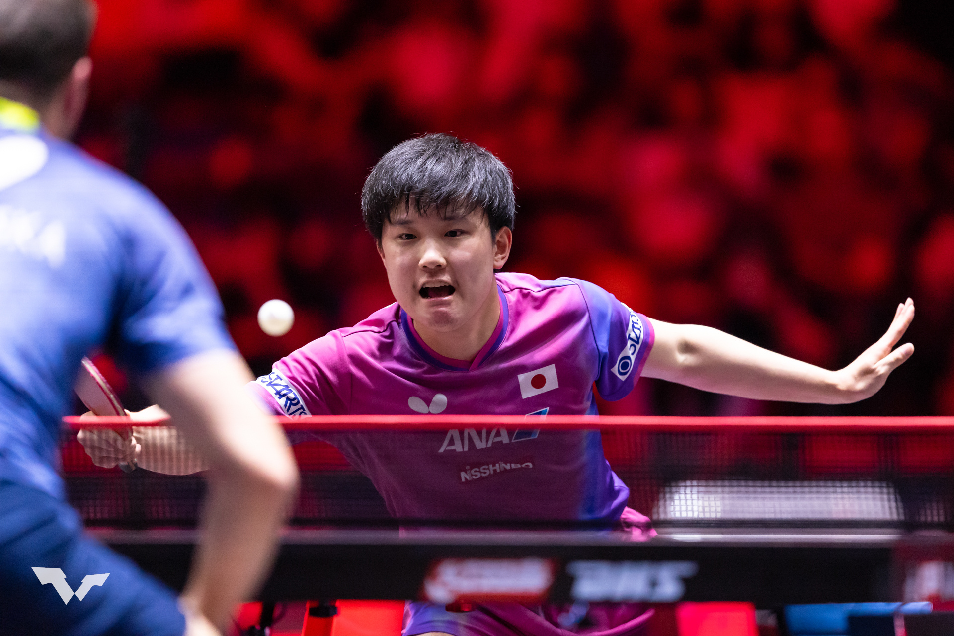 张本智和张本智和wtt新加坡大满贯2026 男单R16图集📷cr. wtt 