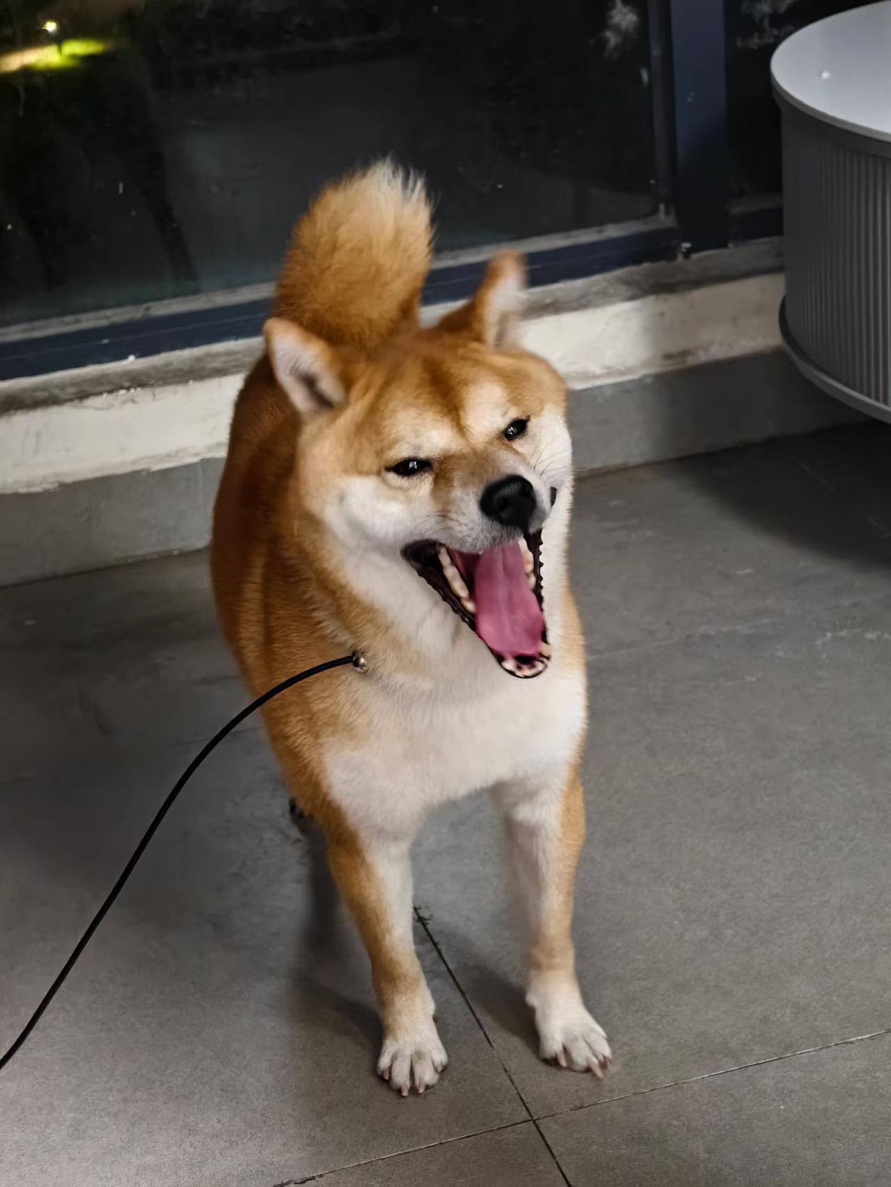 看起来蛮可爱的小狗狗，实际因为“护食严重，要咬人”并不可爱，主人不要他了、送人了