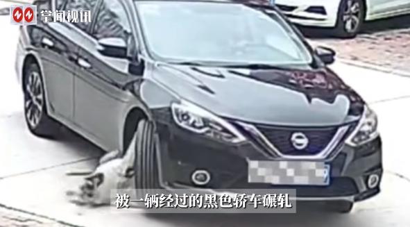 “离了个大谱！”近日，山东烟台，一只重达128斤的家养宠物狗在路中间躺着休息时，