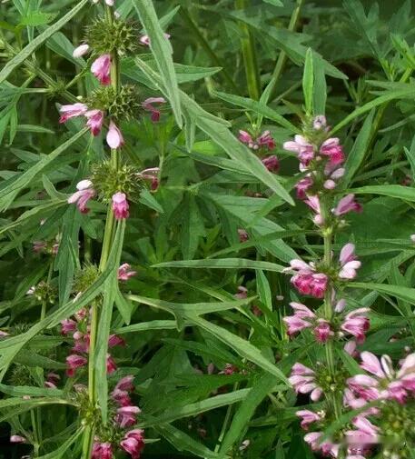 女性调经要药——益母草的黄金搭配

在中医的千百年的智慧中，益母草始终被视为女性