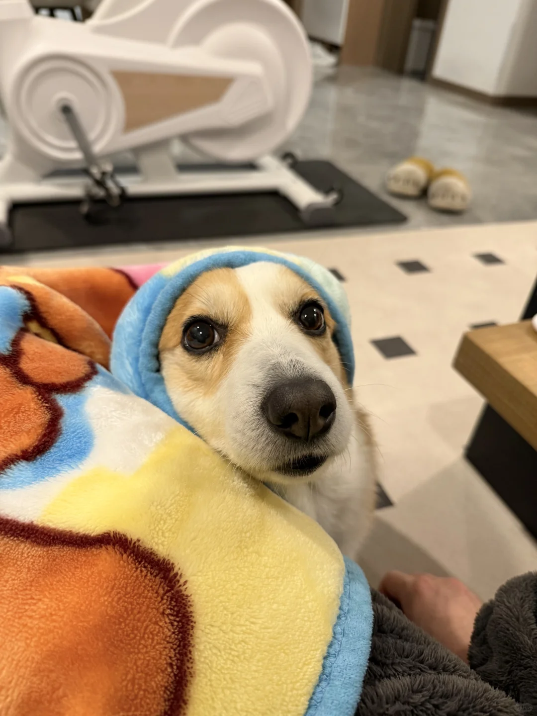 柯基就是戏多哈