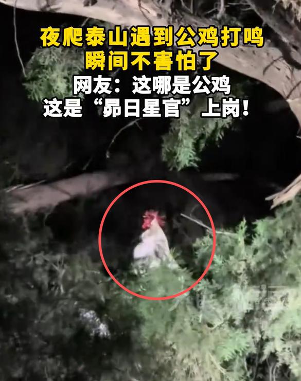 夜爬泰山偶遇公鸡打鸣，网友调侃是昴日星官上岗

太有画面感了！有驴友分享夜爬泰山