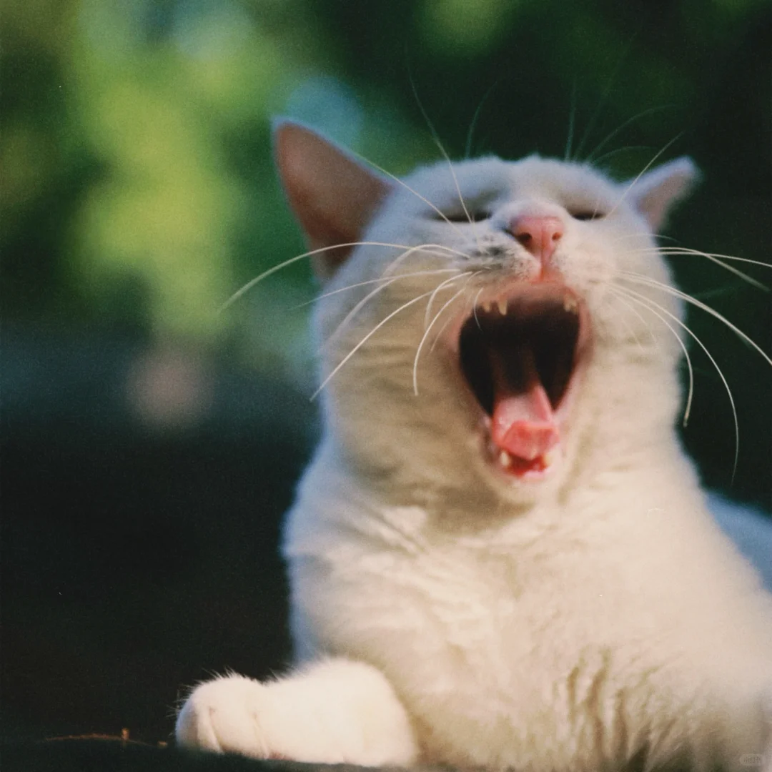 小猫打哈欠导致上海台风