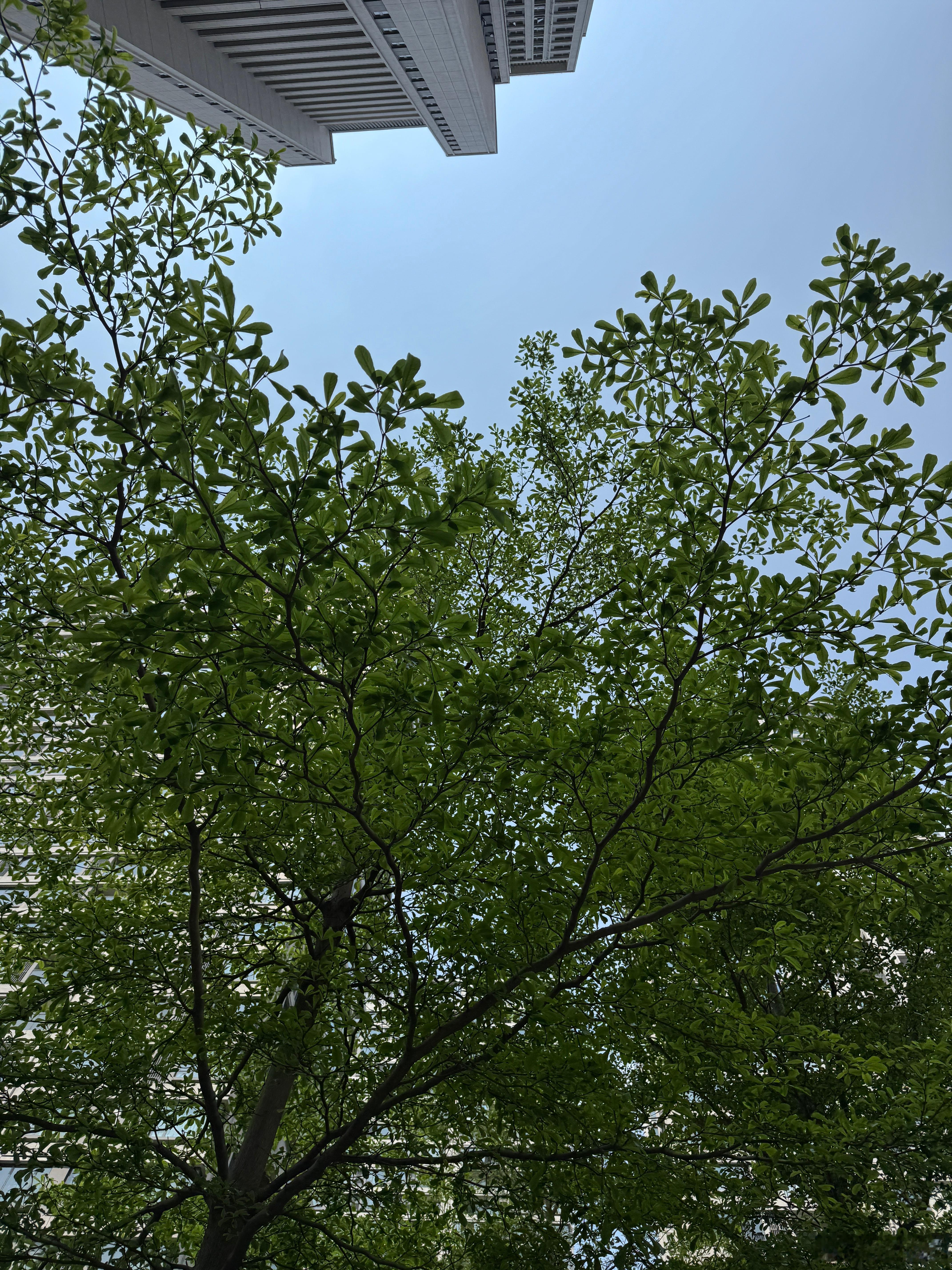 这棵树好绿，绿的有点不真实。记得刷过一个视频，说是东南亚地区的人会伤春悲秋吗？其